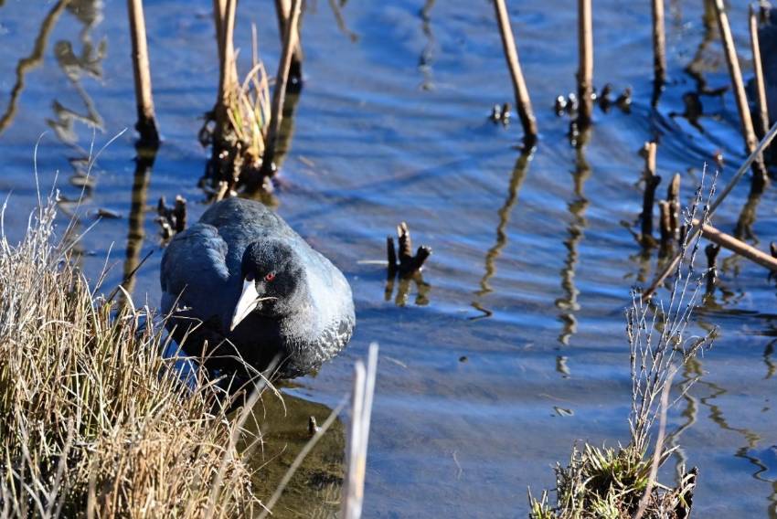 An American coot