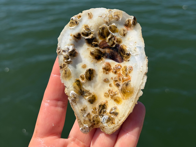 Spat on Shell