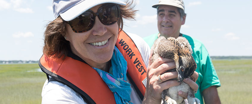 Provost Lori Vermeulen holds an osprey during a survey of nests along Absecon Creek.