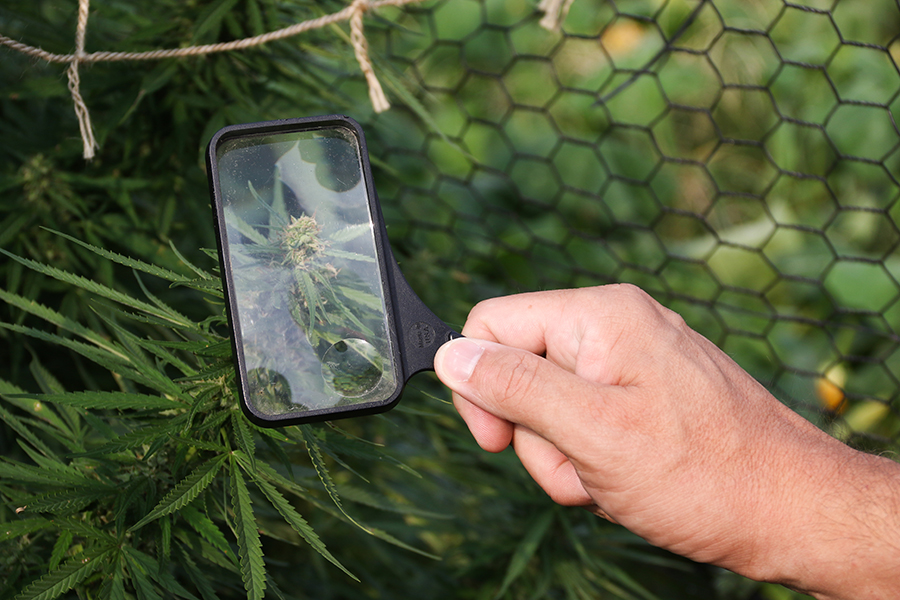 hemp farm