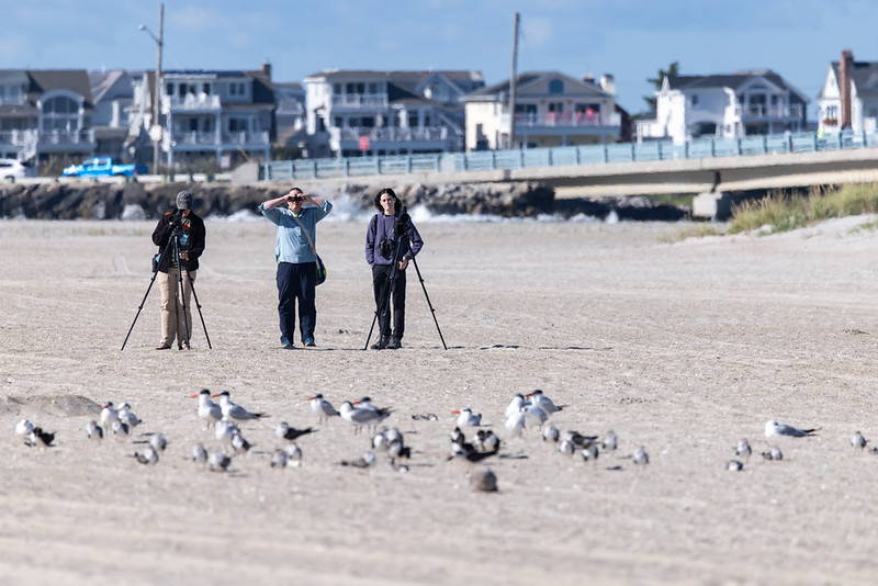 American Oystercatcher beach survey