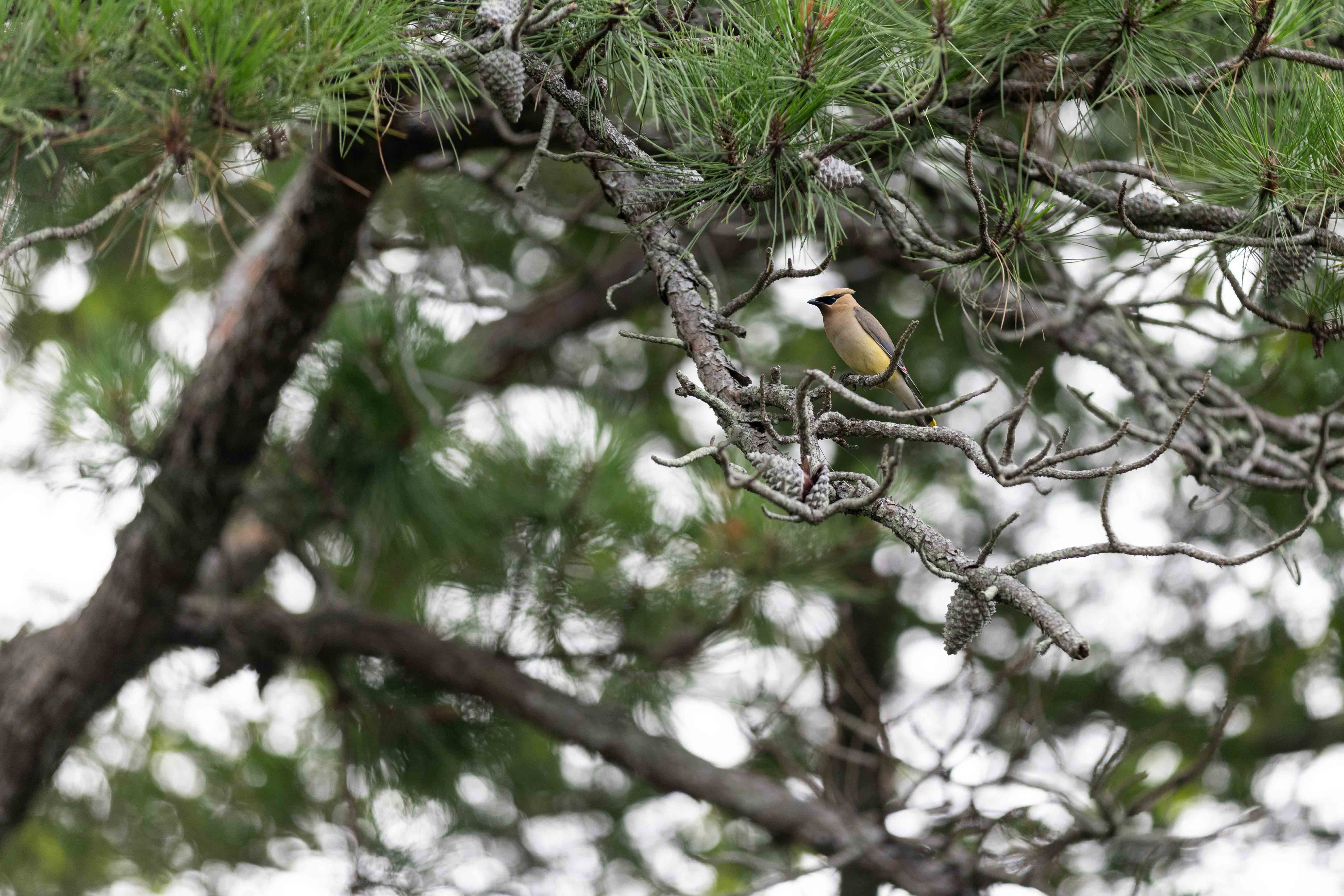 cedar waxwing cedar waxwing