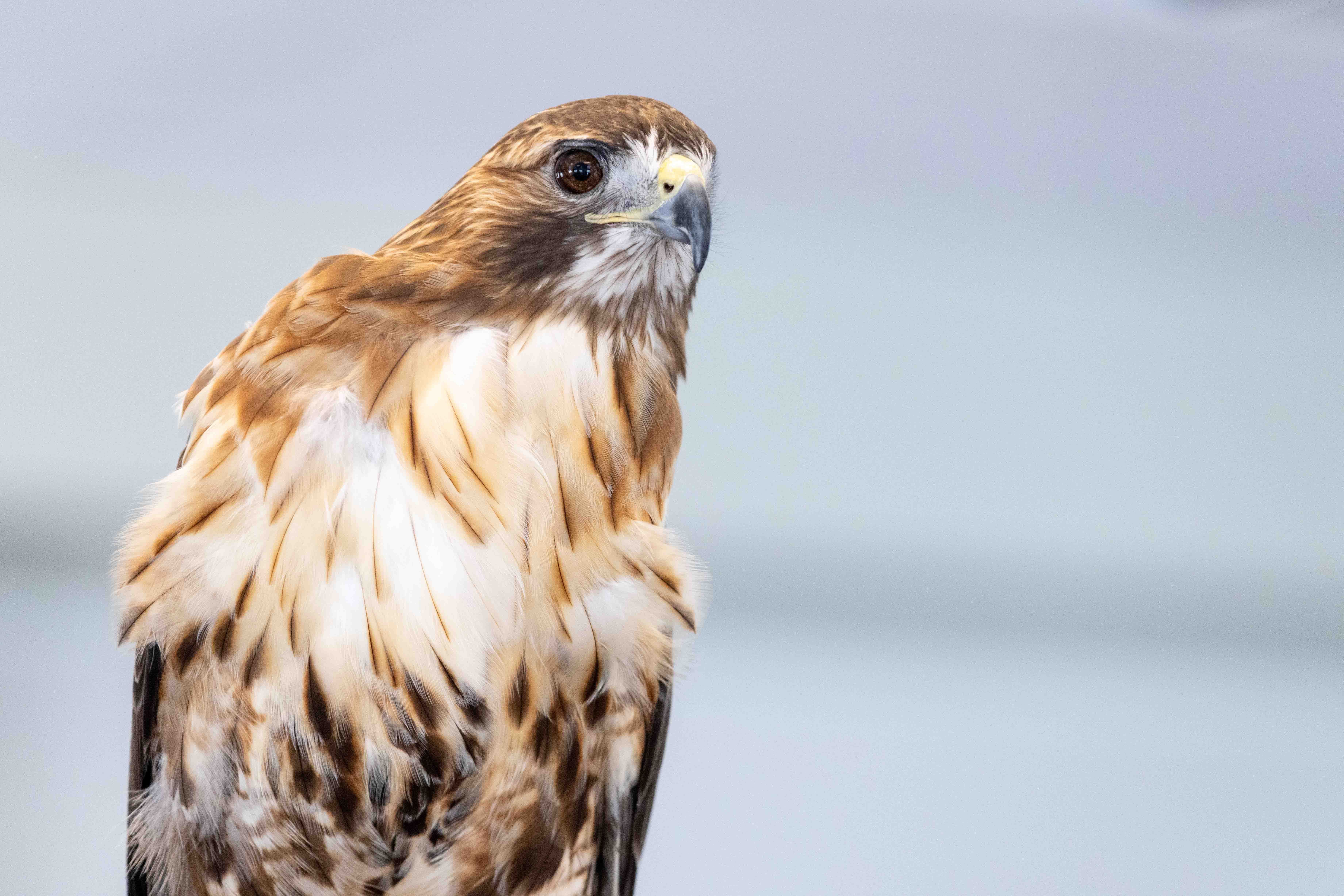 hawk hawk