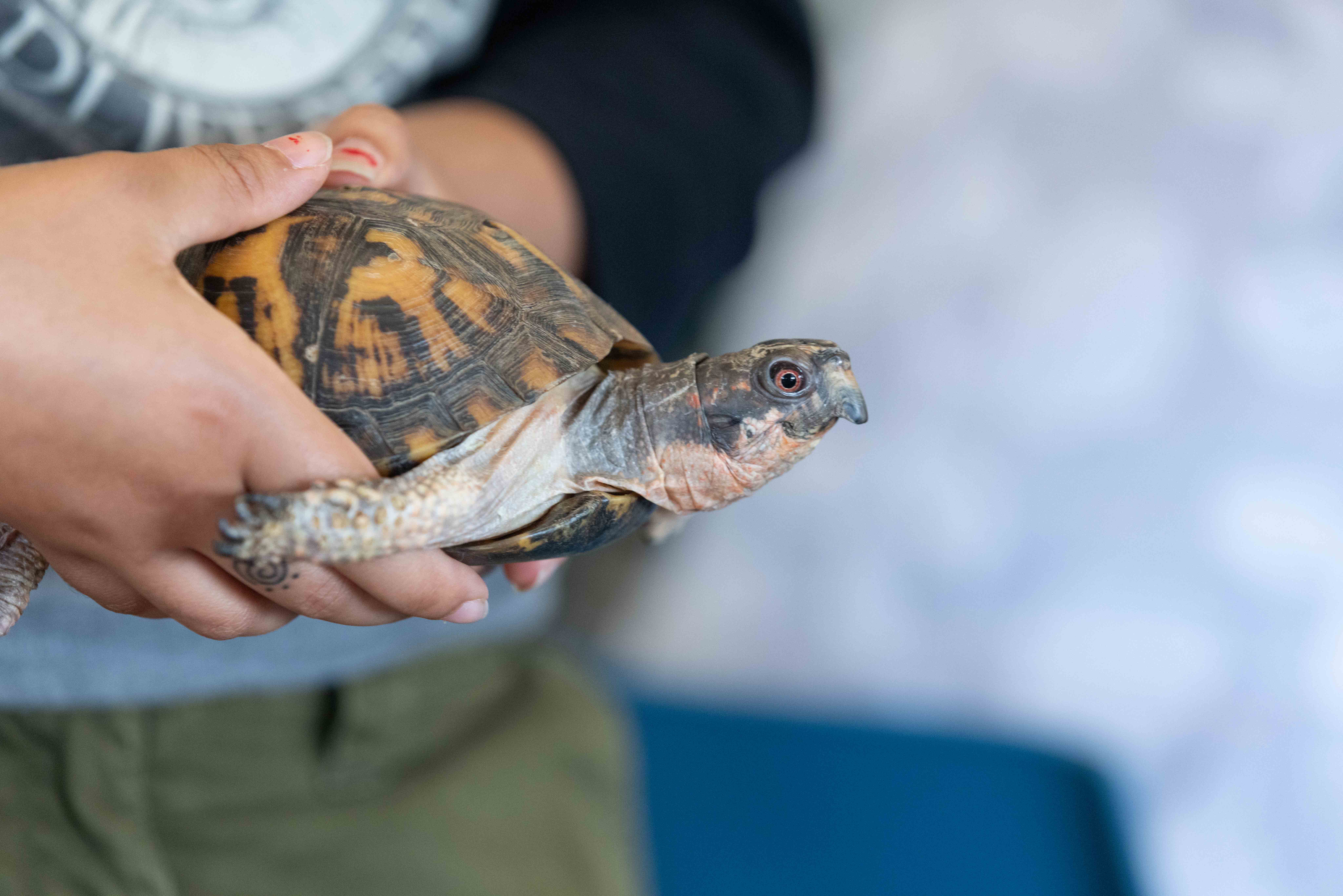 turtle turtle