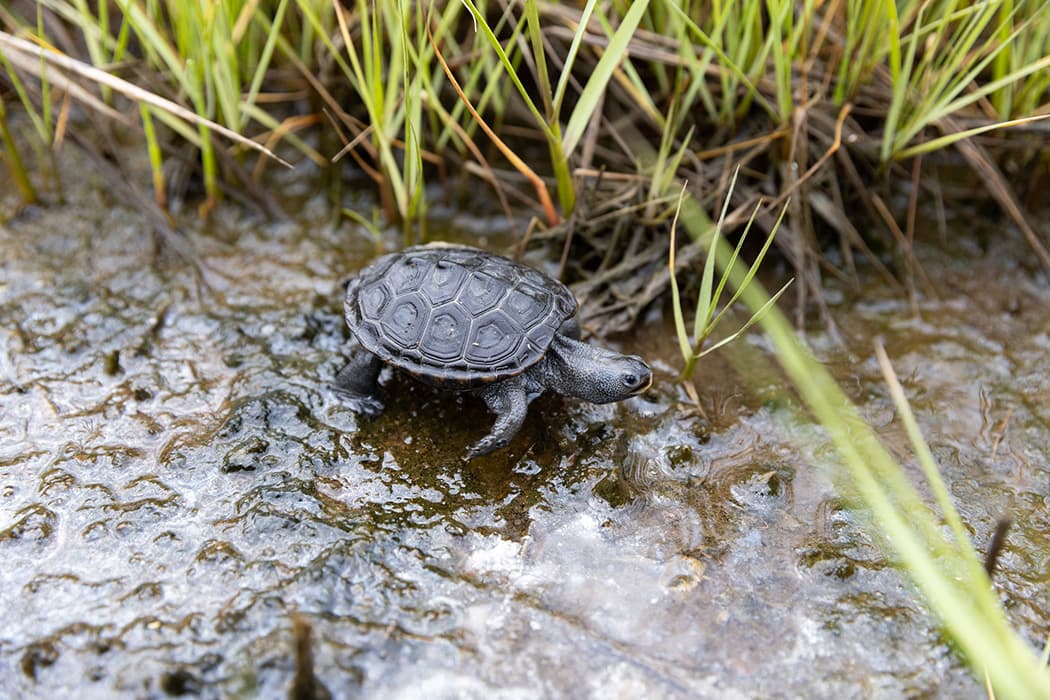 terrapin