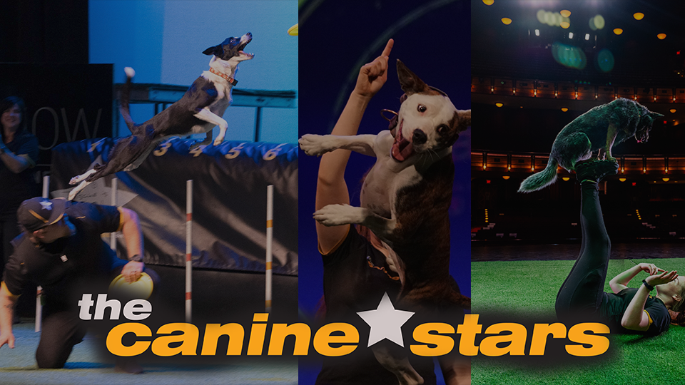THE CANINE STARS STUNT DOG SHOW