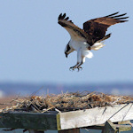 Osprey