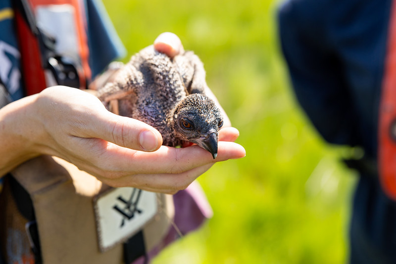 Rescued osprey chick