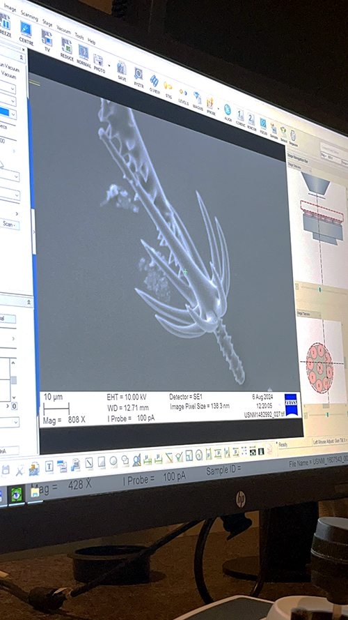 Image of hexactinellida analysis on computer screen