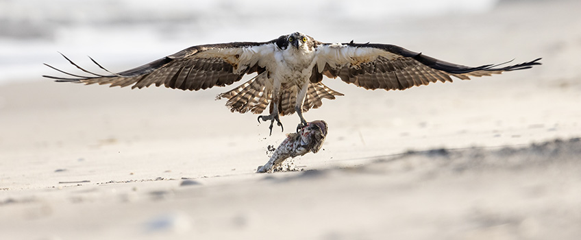 Osprey