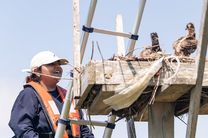 Osprey nest with student volunteer