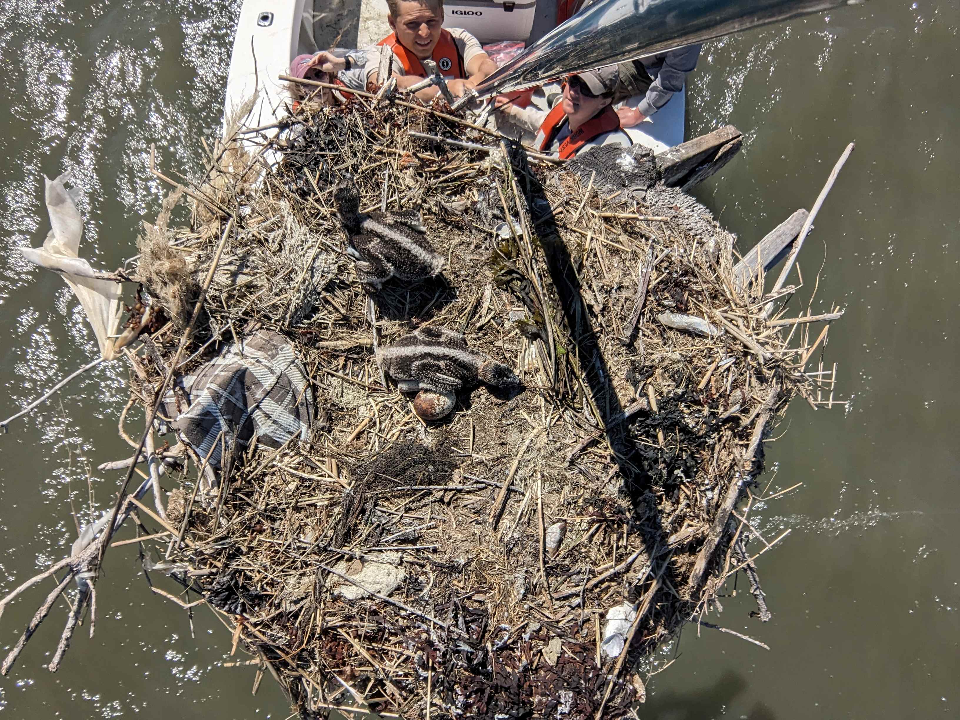 osprey research team