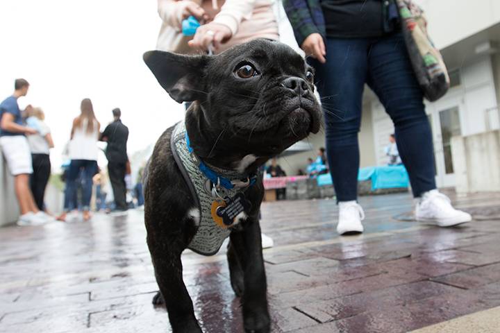 Bean, a French bulldog, visits Stockton with his mom, Juliana Vernacchio, during the University Weekend Street Fair.